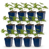 Green boutiQ - Vasteplant - Geranium Tricolour - Ooievaarsbek - Bodembedekkend - Paars - Roze - Wit - 12 Planten - Pot 11cm - Hoogte 15-25cm