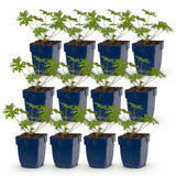 Green boutiQ - Vasteplant - Geranium Tricolour - Ooievaarsbek - Bodembedekkend - Paars - Roze - Wit - 12 Planten - Pot 11cm - Hoogte 15-25cm