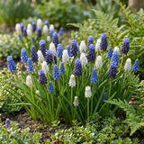 50x Muscari Magic mix - Druifhyacint - Diversen - Verwilderingsbol - Bolmaat 7/8