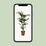 Howea forsteriana - Ø21cm - ↕120cm - Ø21 - ↨120cm