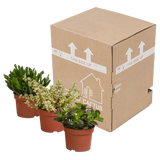 Crassula mix 10,5 cm - 3x - zonder pot