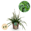 Green boutiQ - Siergrassen -Carex morrowii Irish Green - Groen & Geel - 4 Planten - Bladhoudend - Weinig Onderhoud - Pot 17cm Hoogte 50cm