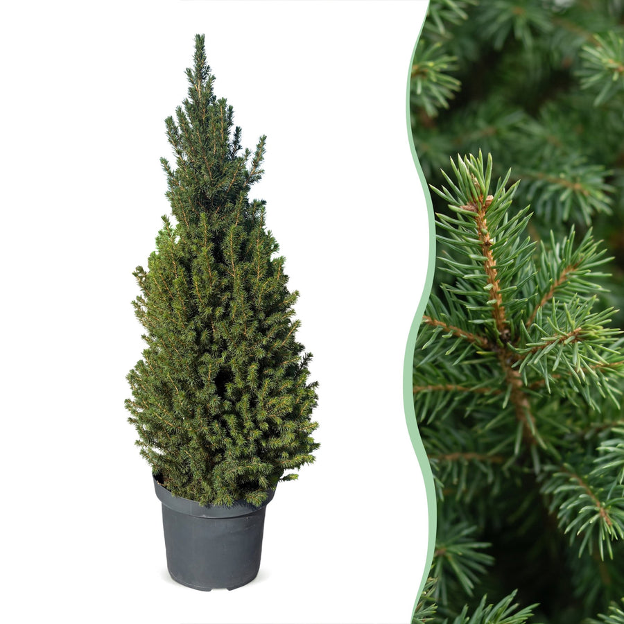 Set van 2 – Pot Ø26 cm · 110 cm hoog · Kegelspar kerstboom