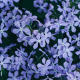 48x Phlox (S) 'Emerald Cushion Blue'- ↕10-25cm - Ø9cm
