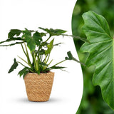 Green boutiQ - Kamerplant - Philodendron - Philodendron Lacerum - Groen - Weinig onderhoud - 1 Plant - met Mand - Pot 19cm - Hoogte 65cm