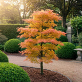Green boutiQ - Tuinplant - Acer palmatum Orange Dream - Oranje - 3 Planten - Bladverliezend - Weinig Onderhoud - Pot 12cm Hoogte 35cm