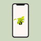 Epipremnum Golden Pothos - Scindapsus - PROMO - Ø12 - ↕15cm
