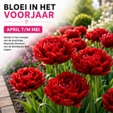 Tulpenbollen Bombastic Red — rode pioentulp, 20 stuks (maat 11/12)