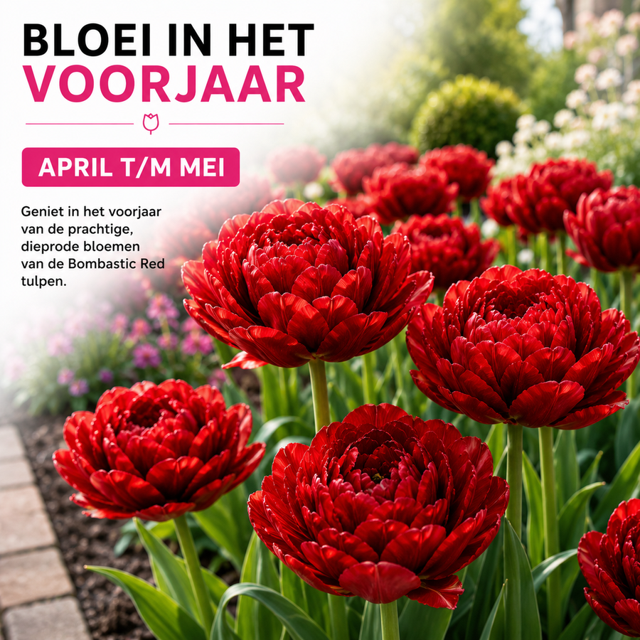 Tulpenbollen Bombastic Red — rode pioentulp, 20 stuks (maat 11/12)