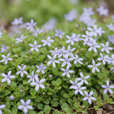 Green boutiQ - Vasteplant - Isotoma fluviatilis - Sterrenbloem - Rotsplanten - Licht Blauw - 6 Planten - Pot 11cm - Hoogte 15-25cm