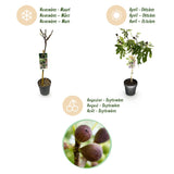 Green boutiQ - Plant op Stam - Ficus carica Little Miss Figgy - Terras Plant - Bladverliezend - Winterhard - Groene Vrucht - Pot 19cm Hoogte 90cm