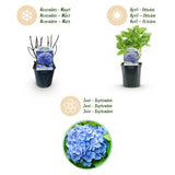 Green boutiQ - Hortensia - Hydrangea macrophylla Blue - Bloem Blauw - 1 Plant - Bladverliezend - Weinig Onderhoud - Pot 17cm Hoogte 30cm