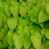6x Epimedium rubrum - ↕10-25cm - Ø9cm