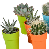 Cactus en vetplanten mix 5.5 cm | 15 stuks - in gekleurde plasticpot