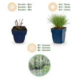 Green boutiQ - Vasteplant - Festuca glauca - Blauwgras - Groenblijvend - Blauw - 12 Planten - Pot 11cm - Hoogte 15-25cm