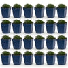 Green boutiQ - Vasteplant - Campanula portenschlagiana - Perzikbladklokje - Bodembedekkend - Roze - 24 Planten - Pot 11cm - Hoogte 15-25cm