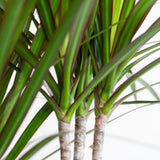Dracaena Marginata met Potter wit - 95cm - Ø21