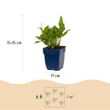 Green boutiQ - Vasteplant - Persicaria ampl. Rosea - Duizendknoop - Schaduw - Roze - 12 Planten - Pot 11cm - Hoogte 15-25cm