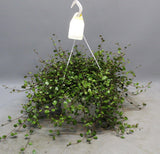 Muehlenbeckia WOLKJE DER LIEFDE - Ø22cm - ↕35cm