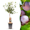 Green boutiQ - Fruitboom - Prunus domestica Opal - Pruimenboom - Winterhard - Paars-Rode Pruim - 1 Plant - Pot 21cm - Hoogte 90cm