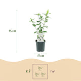 Green boutiQ - Tuinplant - Hibiscus syriacus Red Heart - Tuin Hibiscus - Winterhard - Wit - Rood - 3 Planten - Pot 17cm - Hoogte 45cm