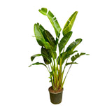 Strelitzia Augusta multi stam XXL - 250 cm - ø30-40
