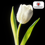Tulpenbollen Catherina — zuiver witte tulp, 20 stuks (maat 11/12)