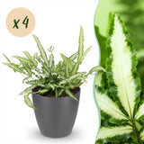 Green boutiQ - Kamerplant - Pteris cretica Albolineata - Lintvaren - Huisdiervriendelijke Plant - Groen - 4 Planten - met Potter Grijs - Pot 12cm - Hoogte 20cm