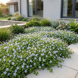 Green boutiQ - Vasteplant - Isotoma fluviatilis - Sterrenbloem - Rotsplanten - Licht Blauw - 24 Planten - Pot 11cm - Hoogte 15-25cm