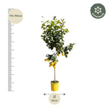 Citroenboom - 150 cm - ø30