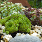 Green boutiQ - Bodembedekker - Winterhard -Sempervivum Big Sam - 8 Planten - Diversen kleuren - Weinig Onderhoud - Pot 14 Hoogte 17