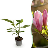 Green boutiQ - Tuinplant - Magnolia Ricki - Bloem Rood - 1 Plant - Bladverliezend - Weinig Onderhoud - Pot 12cm Hoogte 30cm