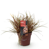 Green boutiQ - Siergrassen - Uncinia rubra Everflame- Rood - 1 Plant - Groenblijvend - Winterhard - Pot 17cm Hoogte 50cm