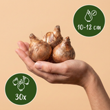 30x Natte Tuinbol - Natte Tuinbol - Diversen - Zomerbloeier - Bolmaat 10/12