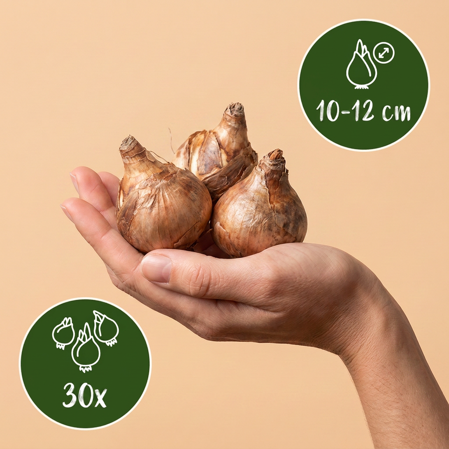 Bollenmix natte tuin — 30 stuks (bolmaat 10/12)