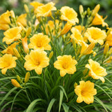 Green boutiQ - Vasteplant - Hemerocallis Stella d'Oro - Daglelie - Bijen en Vlinderlokkers - Geel - 3 Planten - Pot 11cm - Hoogte 15-25cm