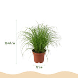 Green boutiQ - Kamerplant - Chlorophytum - Cyperus - Phlebodium - Marantha - Mix van 4 - Huisdiervriendelijke Planten - Groen - 4 Planten - Pot 12cm - Hoogte 25cm