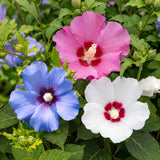 Green boutiQ - Heesters - Hibiscus syriacus Tricolour - Bloem Roze, Wit en Blauw - 3 Planten - Bladverliezend - Weinig Onderhoud - Pot 17cm Hoogte 45cm