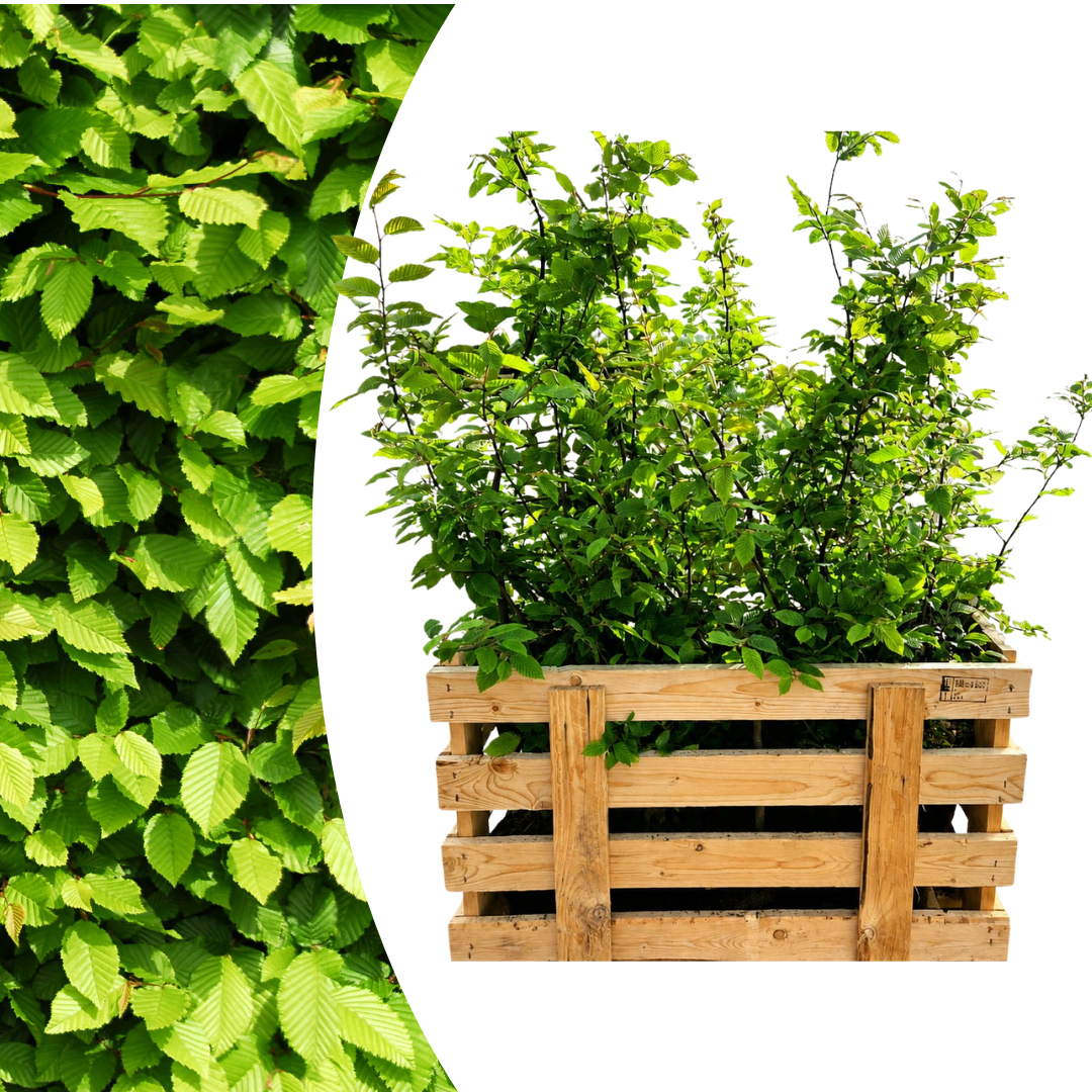 Palletdeal Haagplanten:50 Carpinus Betulus ↕ 60-80 - Ø 19cm | Mini Pallet