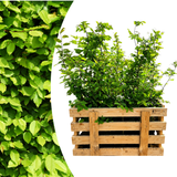 Palletdeal Haagplanten:50 Carpinus Betulus ↕ 60-80 - Ø 19cm | Mini Pallet