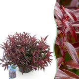 Green boutiQ - Tuinplant - Leucothoe Burning Love - Rood - 1 Plant -Groenblijvend - Weinig Onderhoud - Pot 17cm Hoogte 45cm