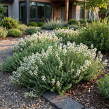 Green boutiQ - Vasteplant - Thymus praecox Albiflorus - Witte kruiptijm - Geurend - Wit - 6 Planten - Pot 11cm - Hoogte 15-25cm