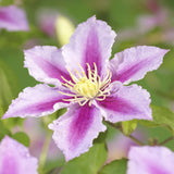 Green boutiQ - Klimplant - Clematis Piilu - Bloem Roze - Weinig onderhoud -2 planten -Pot 11cm Hoogte 40cm