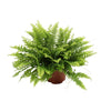 Nephrolepis Boston Green Moment - Ø12cm - ↕20cm
