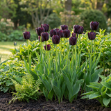 Tulpenbollen Triumph Black — donkerpaarse triomftulp, 96 stuks (maat 11/12)