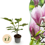 Green boutiQ - Tuinplant - Magnolia George Henry Kern - Bloem Roze - 3 Planten - Bladverliezend - Weinig Onderhoud - Pot 12cm Hoogte 30cm