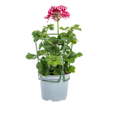 8x Pelargonium Peltatum Mix Ø12 cm - ↕20 cm