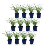 Green boutiQ - Grassen - Miscanthus sin. Red Chief - Pampusgras - Met Pluim - Groen - 12 Planten - Pot 11cm - Hoogte 15-25cm