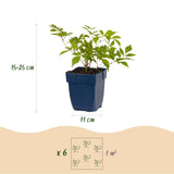 Green boutiQ - Vasteplant - Astilbe (J) Deutschland - Pluimspirea - Schaduw - Wit - 3 Planten - Pot 11cm - Hoogte 15-25cm