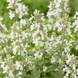 Green boutiQ - Vasteplant - Nepeta faassenii Snowflake - Kattenkruid - Bijen en Vlinderlokkers - Wit - 1 Plant - Pot 11cm - Hoogte 15-25cm